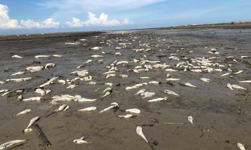 Ribuan Ekor Ikan Mati Mendadak Di Sungai Padang Batubara Ada Apa