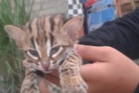 Ket gambar: Kucing hutan atau disebut juga macan akar yang terbilang masih anakan ditemukan warga Labuhan Ruku Kec Talawi, Batubara. (Istimewa)