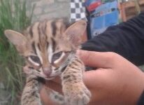 Ket gambar: Kucing hutan atau disebut juga macan akar yang terbilang masih anakan ditemukan warga Labuhan Ruku Kec Talawi, Batubara. (Istimewa)