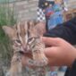 Ket gambar: Kucing hutan atau disebut juga macan akar yang terbilang masih anakan ditemukan warga Labuhan Ruku Kec Talawi, Batubara. (Istimewa)