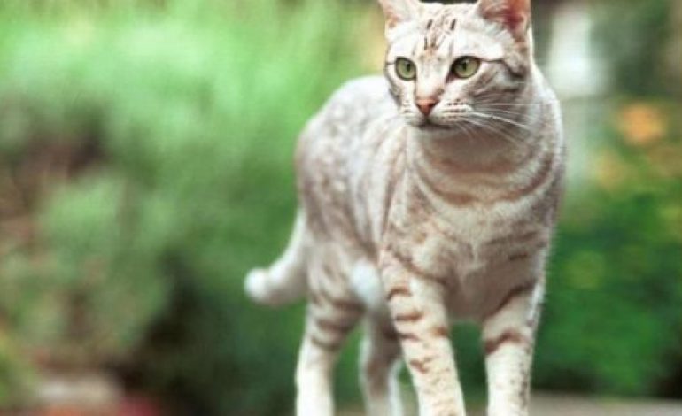 Sering Dipakai “Mandi”, Peneliti Ungkap Rahasia pada Lidah Kucing