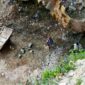 Eks Galian C pada Tangkahan Padas sudah mencapai ketinggian sekitar 30 meter,  dan ini terancam longsor di Desa Mangkai Lama, Kecamatan Lima Puluh, Jum'at (04/01) 