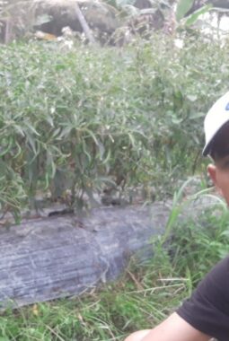 Hancur Mina, Harga Cabai di Batubara 4000 Ribu, Jasmi Minta Solusi Pemerintah