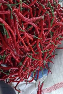 PD Pasar Medan Siap Tampung Cabai Batubara 10 Ton Seminggu